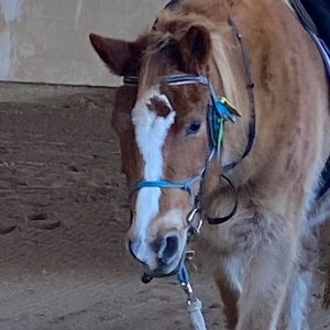 Meet your Posher, Charlotte